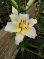 [4496 PO84 LUN 3284 No02.JPG]